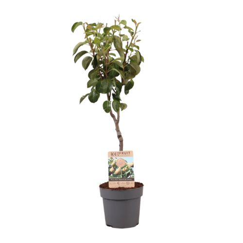 Frugttræ 95 cm - Billede 5